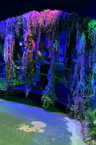 Photo 3 from Monet: The Immersive Experience