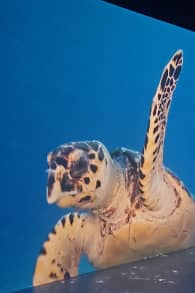 Photo 0 from Wunderwelt Ozean - Ein immersiver Tauchgang