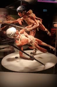 Photo 0 from BODY WORLDS: The Anatomy of Happiness