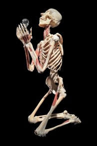 Photo 2 from BODY WORLDS: The Anatomy of Happiness