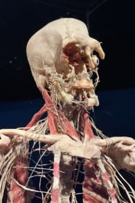 Photo 4 from BODY WORLDS: The Anatomy of Happiness