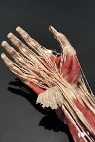 Photo 5 from BODY WORLDS: The Anatomy of Happiness