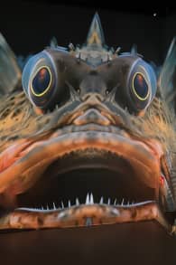 Photo 1 from Wunderwelt Ozean - Ein immersiver Tauchgang