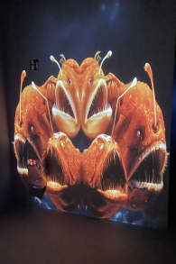 Photo 3 from Wunderwelt Ozean - Ein immersiver Tauchgang