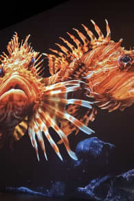 Photo 5 from Wunderwelt Ozean - Ein immersiver Tauchgang