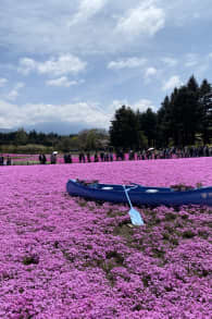 Photo 2 from 富士芝桜まつり
