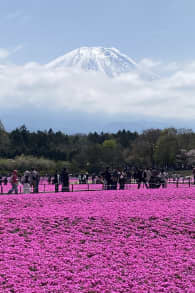 Photo 3 from 富士芝桜まつり