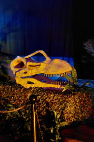 Photo 1 from Viven Dinosaurios Gualeguaychú