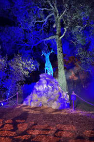 Photo 1 from Harry Potter: A Forbidden Forest Experience