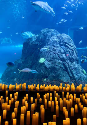 Photo 5 from Adventure Aquarium