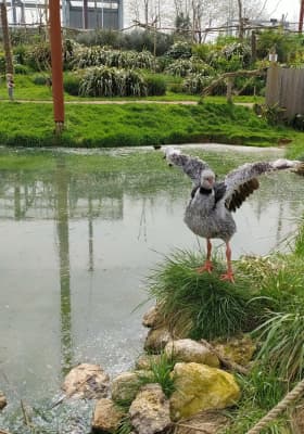 Photo 13 from Parrot World - Le parc animalier immersif