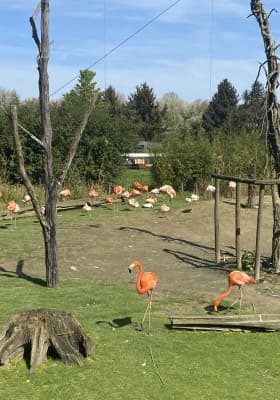 Photo 12 from Parrot World - Le parc animalier immersif