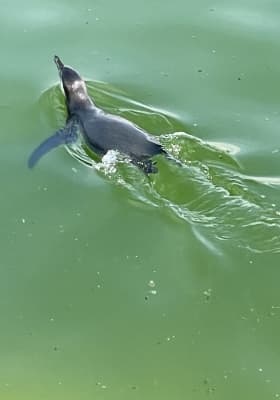 Photo 9 from Parrot World - Le parc animalier immersif