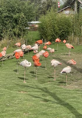 Photo 7 from Parrot World - Le parc animalier immersif