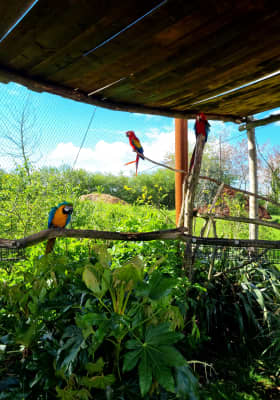 Photo 5 from Parrot World - Le parc animalier immersif