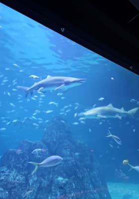 Photo 4 from Adventure Aquarium