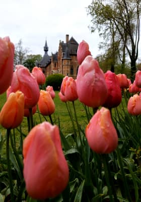Photo 2 from Kasteel van Groot-Bijgaarden