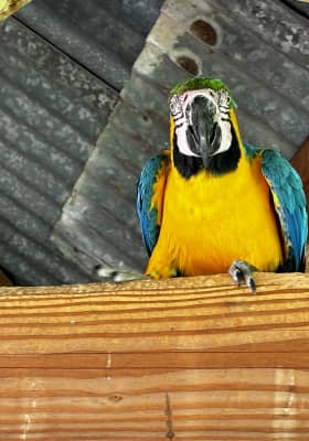 Photo 2 from Parrot World - Le parc animalier immersif