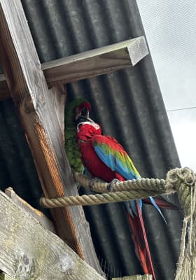 Photo 1 from Parrot World - Le parc animalier immersif