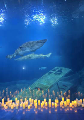 Photo 1 from National Marine Aquarium