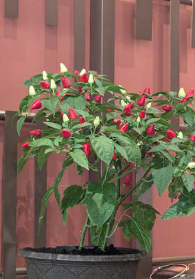 Photo 5 from Lao Sze Chuan