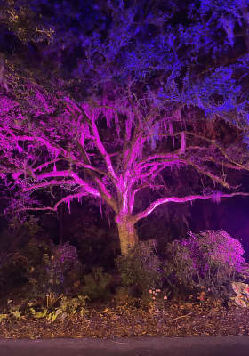 Photo 11 from Harry P Leu Gardens