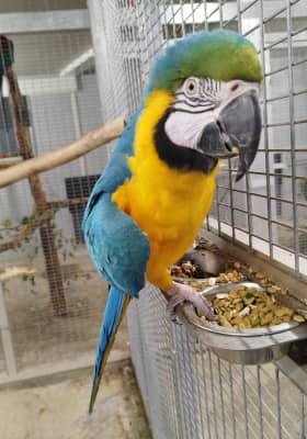 Photo 9 from Parrot World - Le parc animalier immersif
