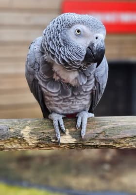Photo 10 from Parrot World - Le parc animalier immersif