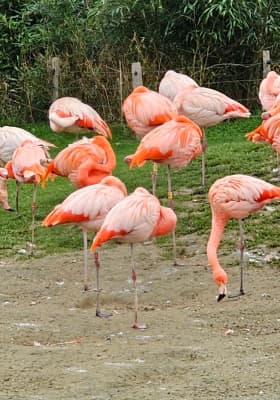 Photo 8 from Parrot World - Le parc animalier immersif