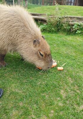 Photo 7 from Parrot World - Le parc animalier immersif