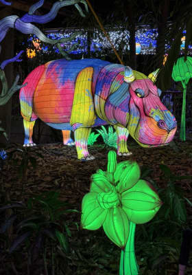 Photo 18 from Jungle Island