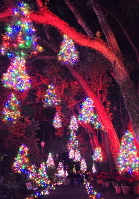Photo 8 from Harry P Leu Gardens