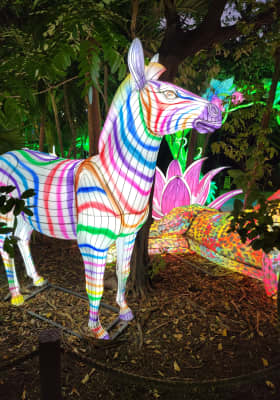 Photo 8 from Jungle Island