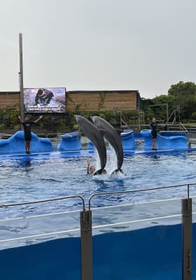 Photo 15 from Marineland Mallorca