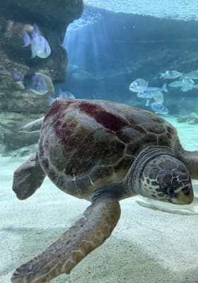 Photo 9 from Marineland Mallorca