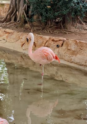 Photo 6 from Marineland Mallorca