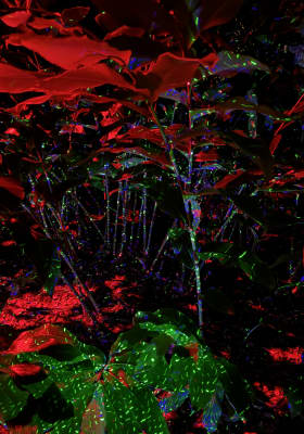 Photo 7 from Fairchild Tropical Botanic Garden