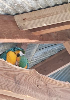 Photo 3 from Parrot World - Le parc animalier immersif