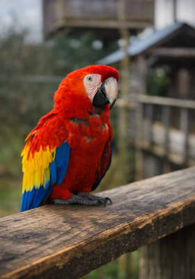 Photo 1 from Parrot World - Le parc animalier immersif