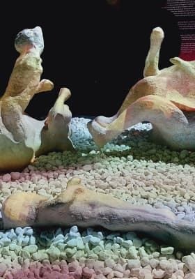 Photo 10 from IDEAL Montjuïc