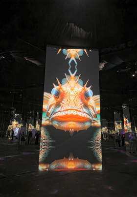 Photo 7 from Phoenix des Lumières