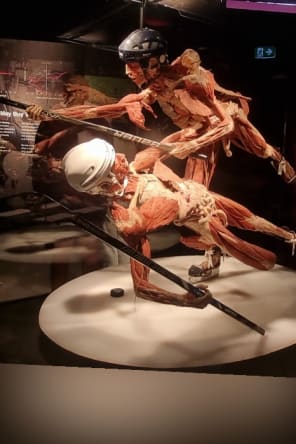 Photo 1 from BODY WORLDS: The Anatomy of Happiness