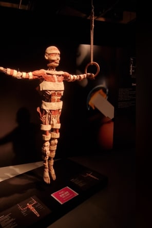 Photo 2 from BODY WORLDS: The Anatomy of Happiness