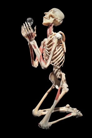 Photo 3 from BODY WORLDS: The Anatomy of Happiness
