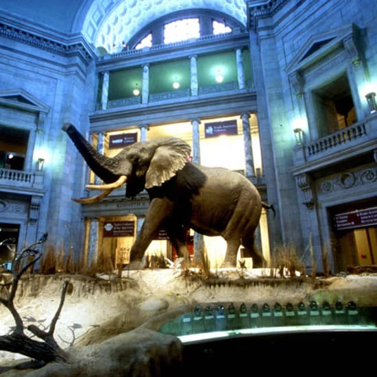 The Smithsonian Museum: Natural History Virtual Tours