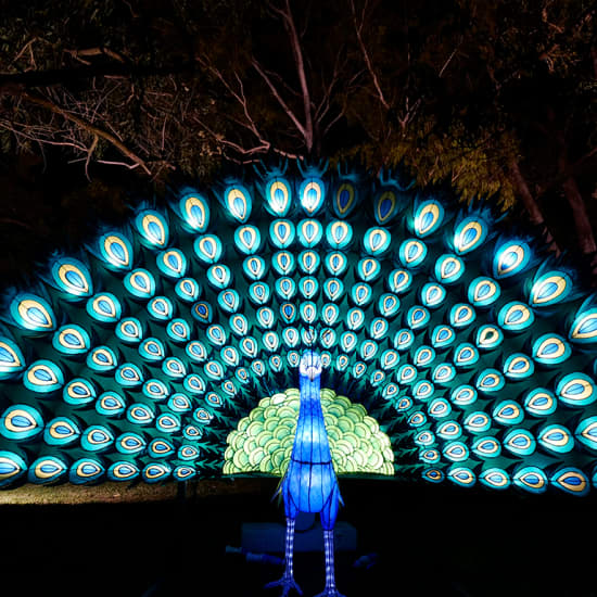 Magical Garden Porto: Espetáculo de luzes noturno by Ocubo
