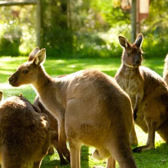 Healesville Sanctuary Entry Ticket | Fever