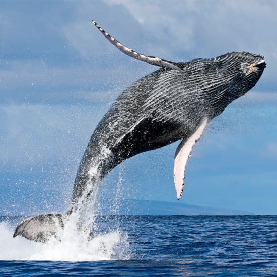Ocean Whale Watching Experience